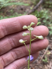 Delphinium gracilentum