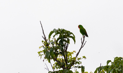 Loriculus philippensis