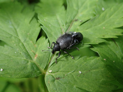 Liophloeus tessulatus