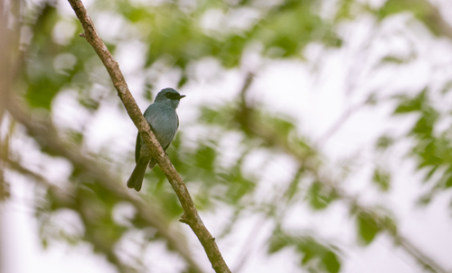 Turquoise Flycatcher (Eumyias panayensis), photo 8