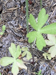 Delphinium gracilentum