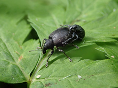 Liophloeus tessulatus