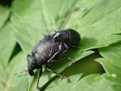 Liophloeus tessulatus
