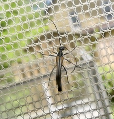 Strangalia acuminata