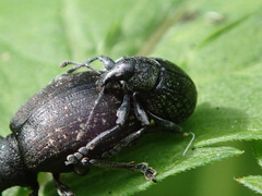 Liophloeus tessulatus