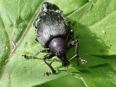 Liophloeus tessulatus