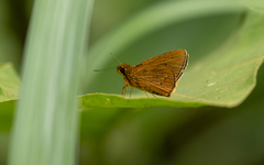 Xanthoneura telesinus