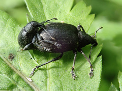 Liophloeus tessulatus