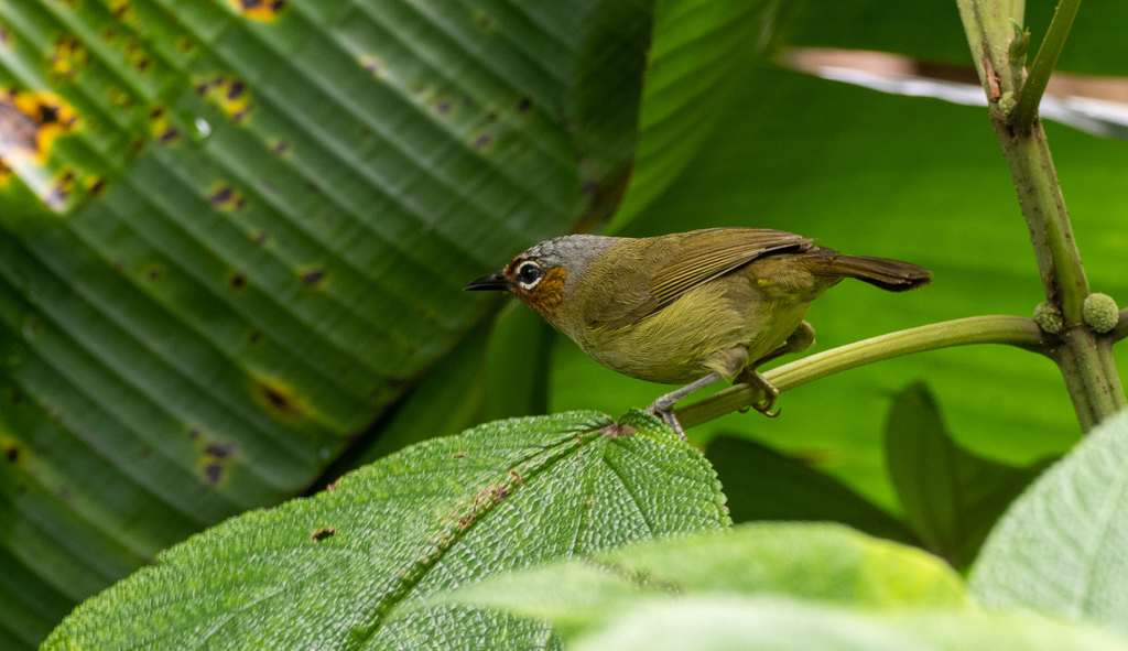 Chestnut-faced Babbler photo