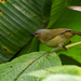 Chestnut-faced Babbler - Photo (c) Forest Botial-Jarvis, some rights reserved (CC BY-NC), uploaded by Forest Botial-Jarvis