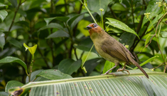 Zosterornis whiteheadi