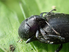Liophloeus tessulatus