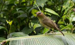 Zosterornis whiteheadi