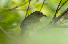 Zosterornis whiteheadi