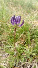 Phyteuma hemisphaericum