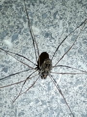 Platybunus pinetorum