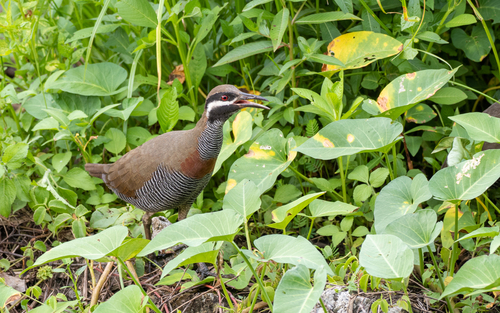 Barred Rail (Gallirallus torquatus), photo 10