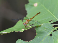Sympetrum ambiguum
