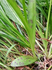 Dactylorhiza traunsteineri