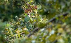 Ptilinopus occipitalis