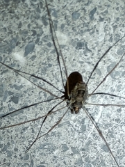 Platybunus pinetorum