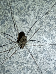 Platybunus pinetorum