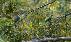 Ptilinopus occipitalis