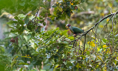 Ptilinopus occipitalis