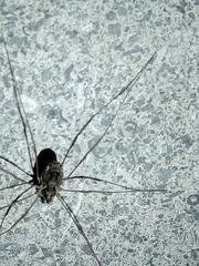 Platybunus pinetorum