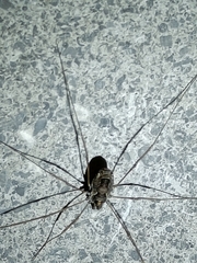 Platybunus pinetorum