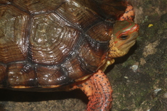 Rhinoclemmys pulcherrima rogerbarbouri