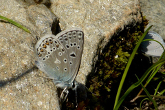 Polyommatus eros