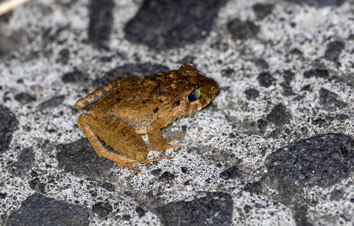 Common Forest Frog, Platymantis dorsalis