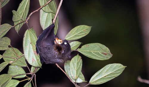 Greater Musky Fruit Bat