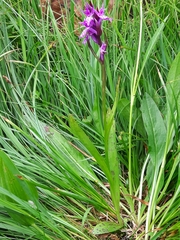Dactylorhiza traunsteineri