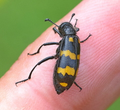 Hycleus polymorphus