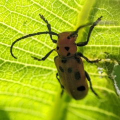 Tetraopes tetrophthalmus