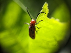 Tetraopes tetrophthalmus