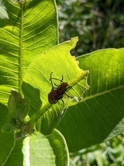 Tetraopes tetrophthalmus
