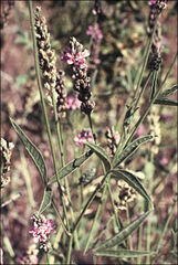 Cullen microcephalum