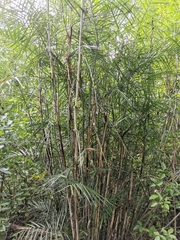 Chamaedorea seifrizii