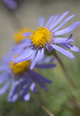 Erigeron filifolius