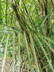 Chamaedorea seifrizii