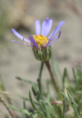 Erigeron filifolius