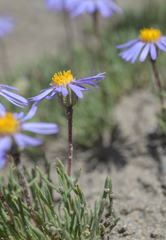 Erigeron filifolius