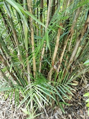 Chamaedorea seifrizii