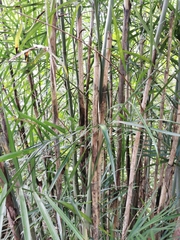 Chamaedorea seifrizii