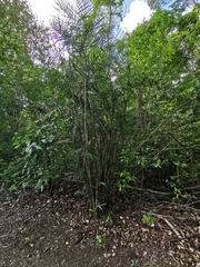 Chamaedorea seifrizii