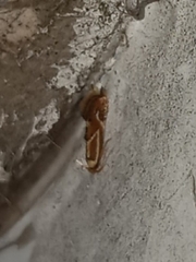 Philonome clemensella