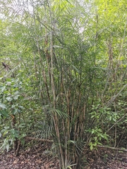 Chamaedorea seifrizii